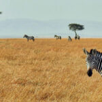Best Time to Visit Kenya for a Safari Experience
