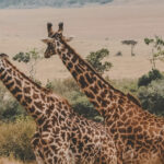 Top 5 Must-Visit Safari Destinations in Kenya