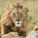 The Ultimate Kenya Safari Guide: Discover Incredible Wildlife Beyond the Famous Parks